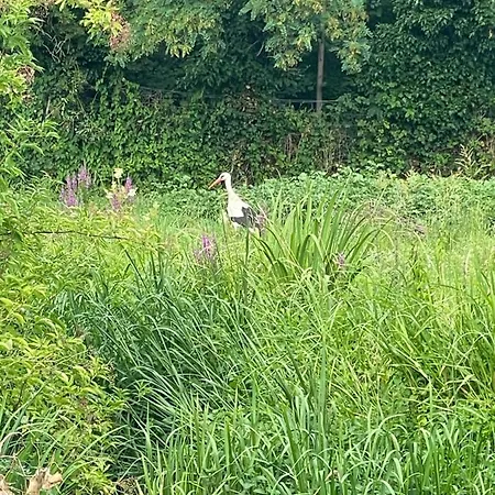 Appartamento Centre Alsace Proche D'europa Park Muttersholtz